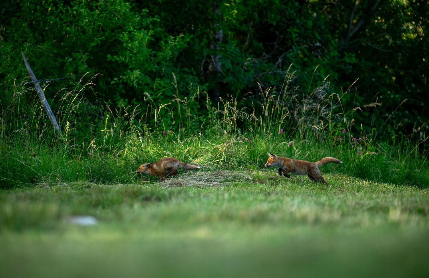 Two small foxes exploring lush green grass near a dense forest edge in natural wildlife habitat.