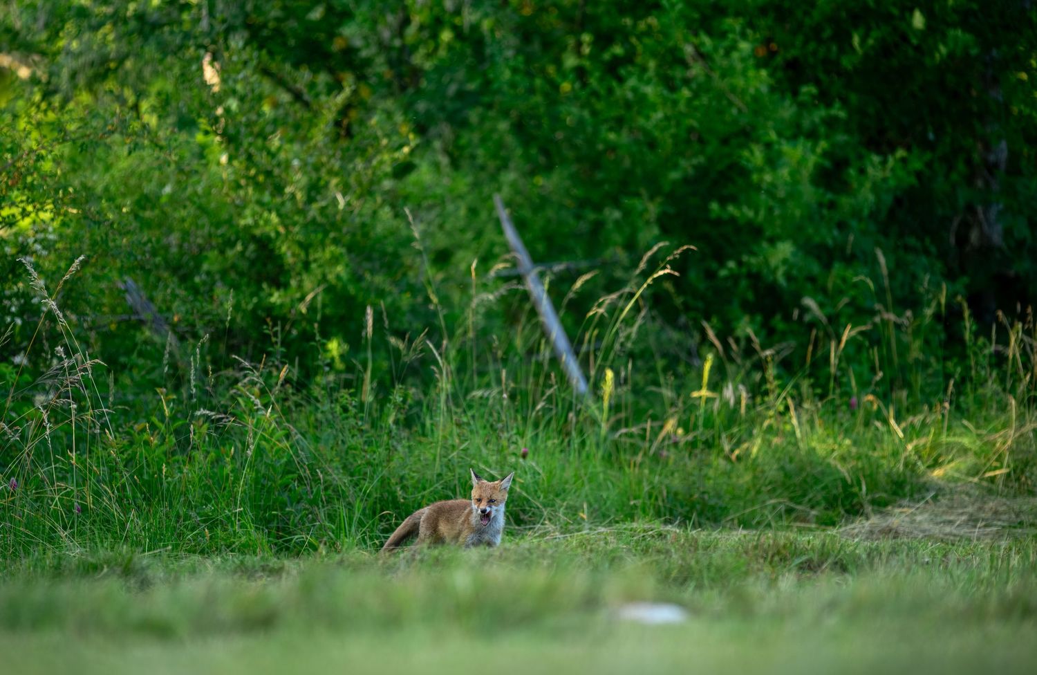 A red fox sits alert in lush green grass at the edge of a dense forest in natural daylight.