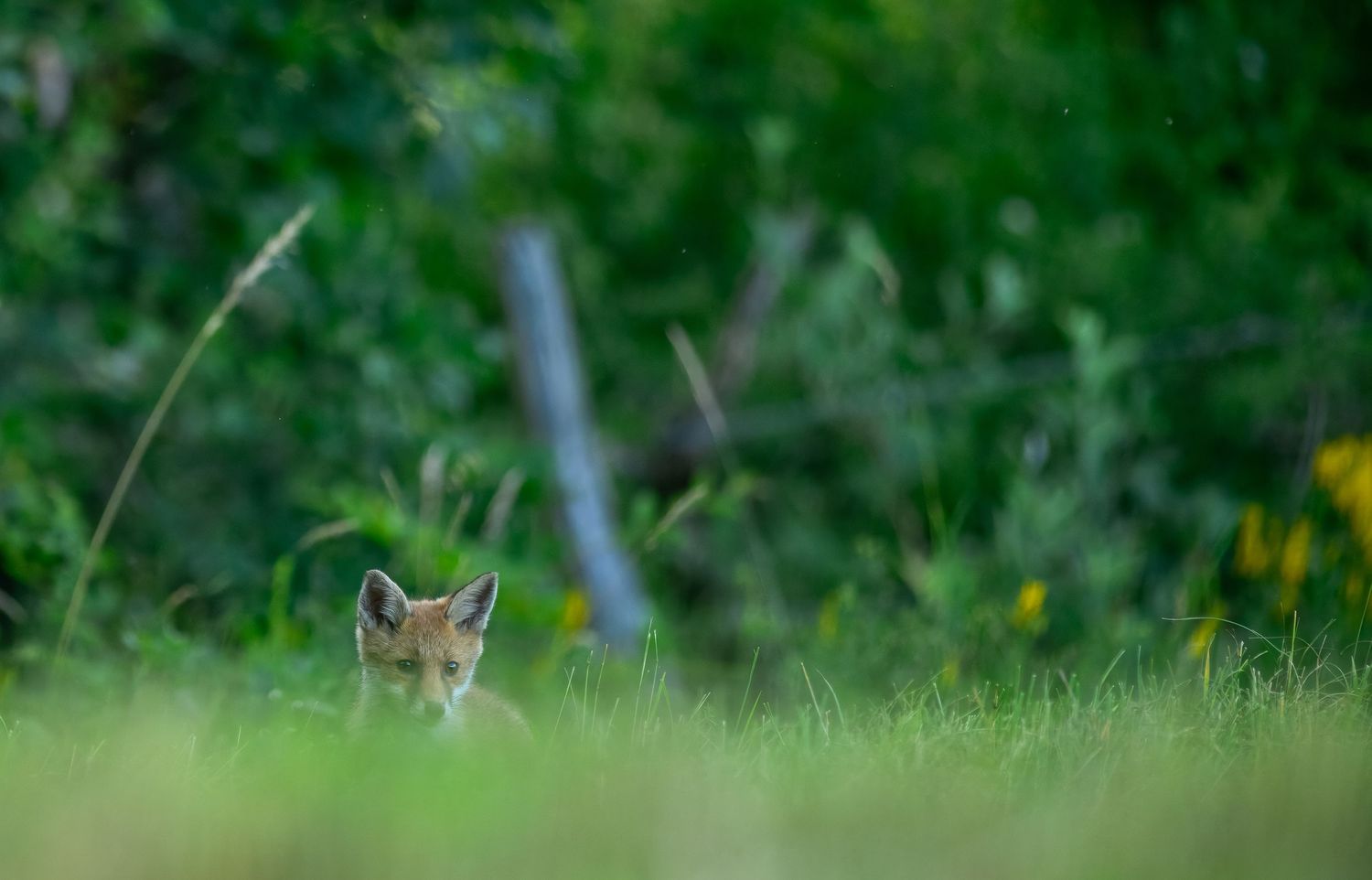 A young red fox kit peers through lush green grass with a blurred forest background.