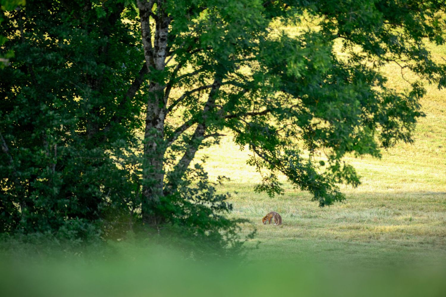 A deer resting in a sunlit meadow beside a large green tree in a peaceful countryside landscape.