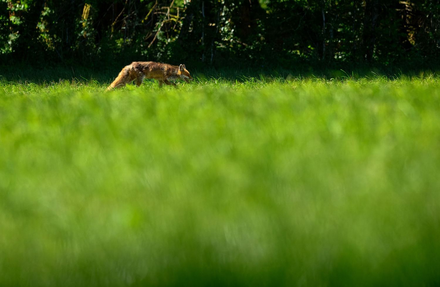 A fox stalks through a lush green meadow, partially hidden by tall grass in golden sunlight.