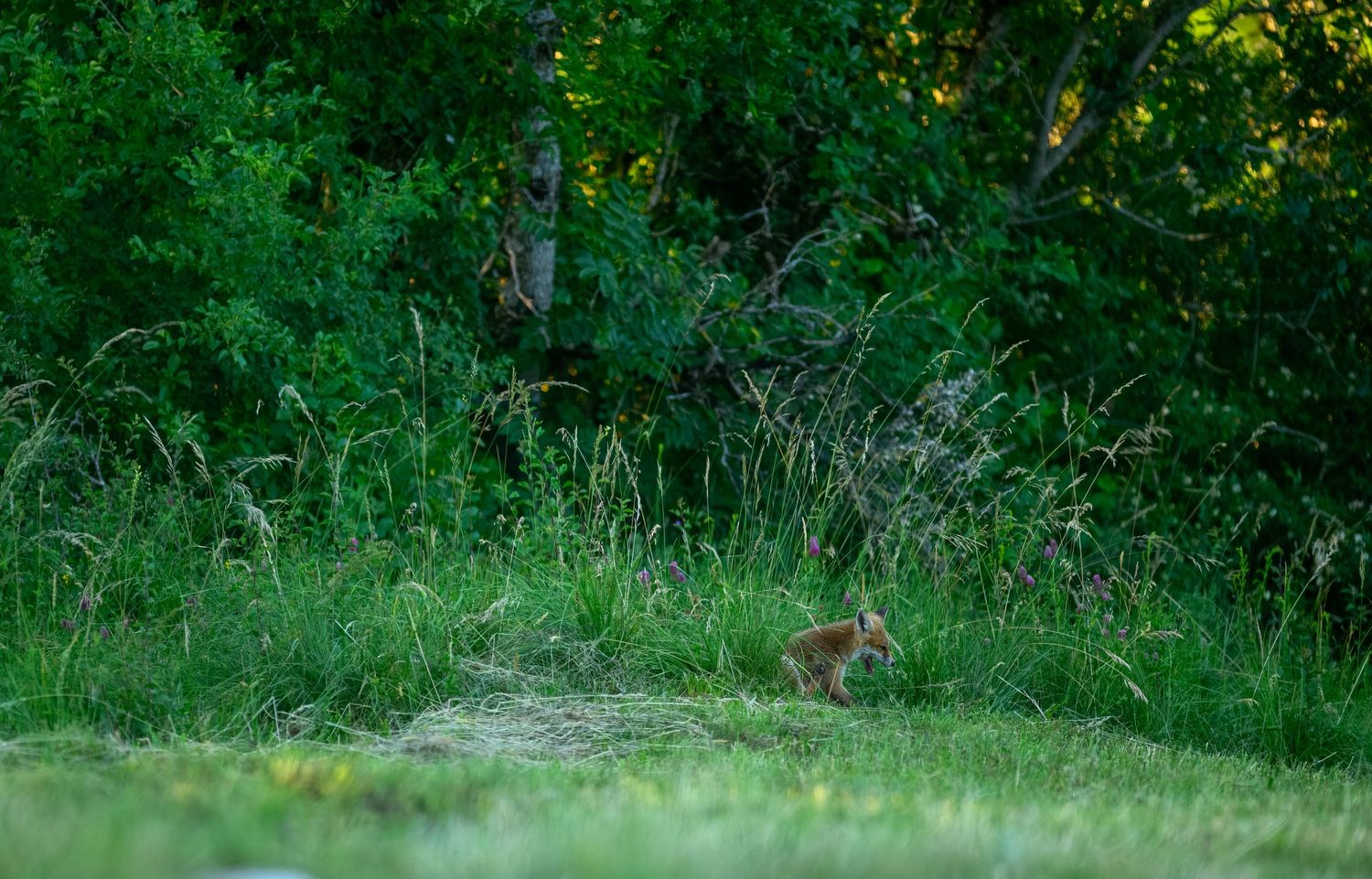 A small rabbit sits in a lush green meadow near tall grass and dense trees at dusk.