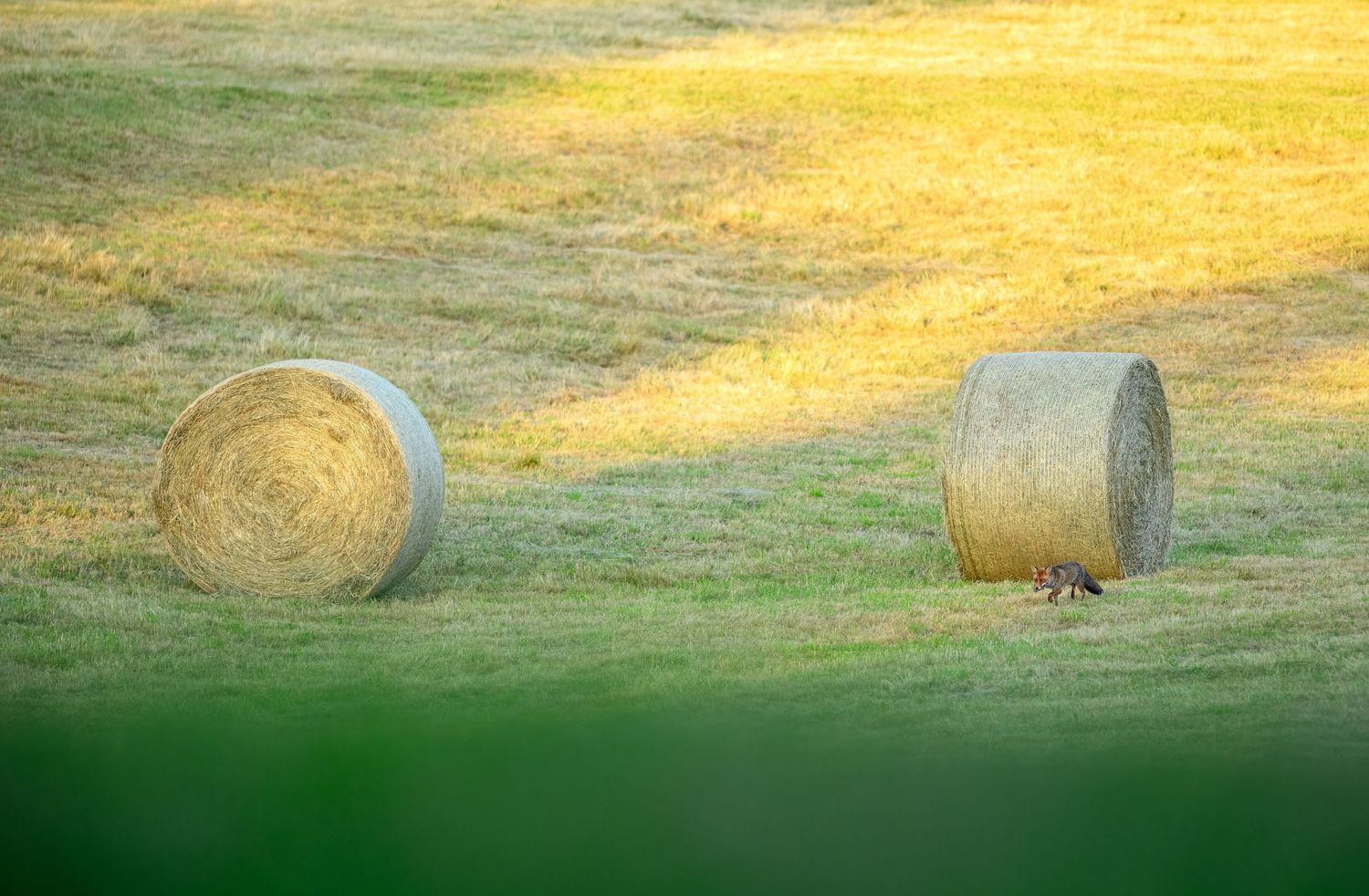 A fox forages between two large round hay bales in a sunlit golden green field.
