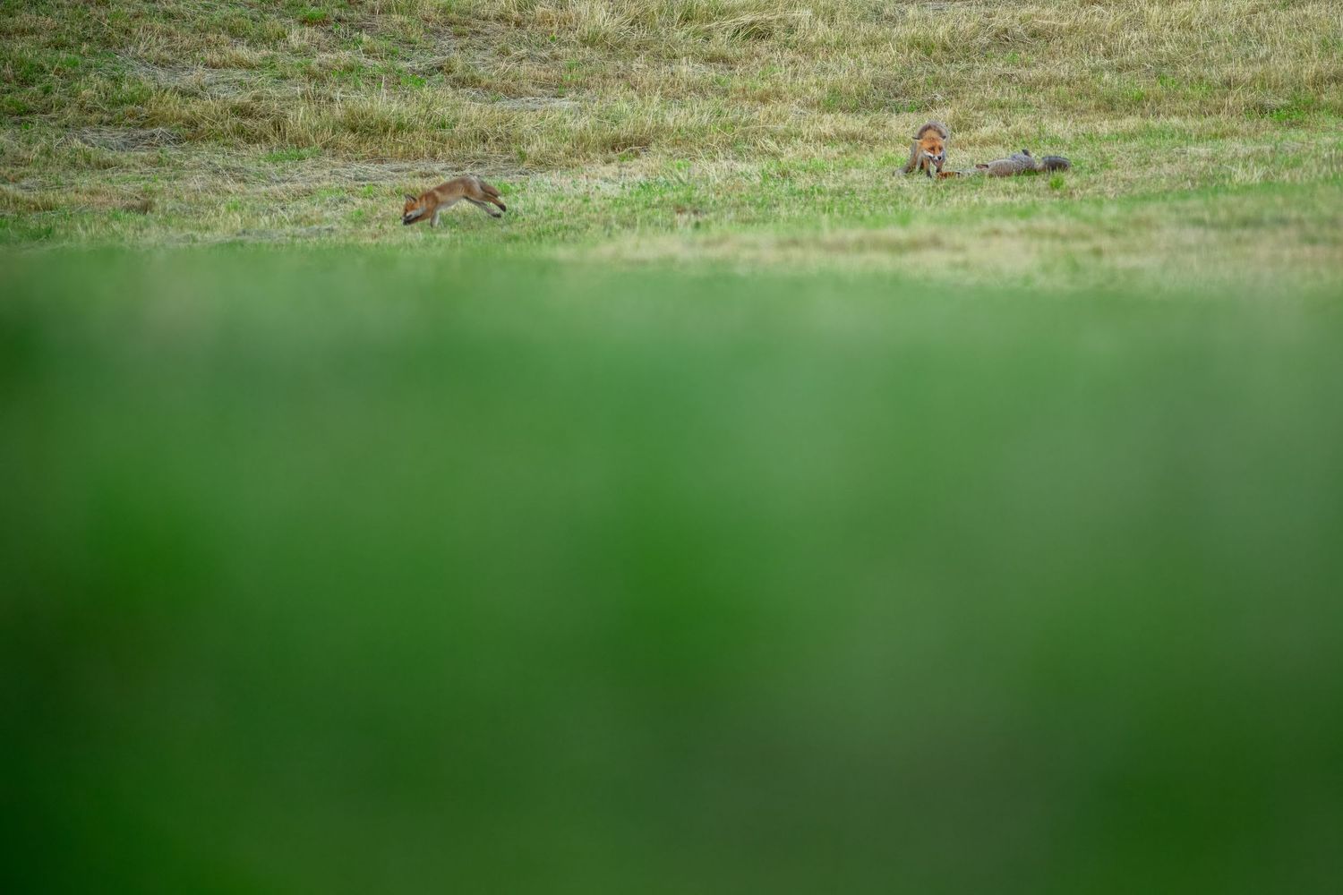 Two wild rabbits grazing on a green grassy field, captured through blurred foreground foliage in a nature wildlife photo.