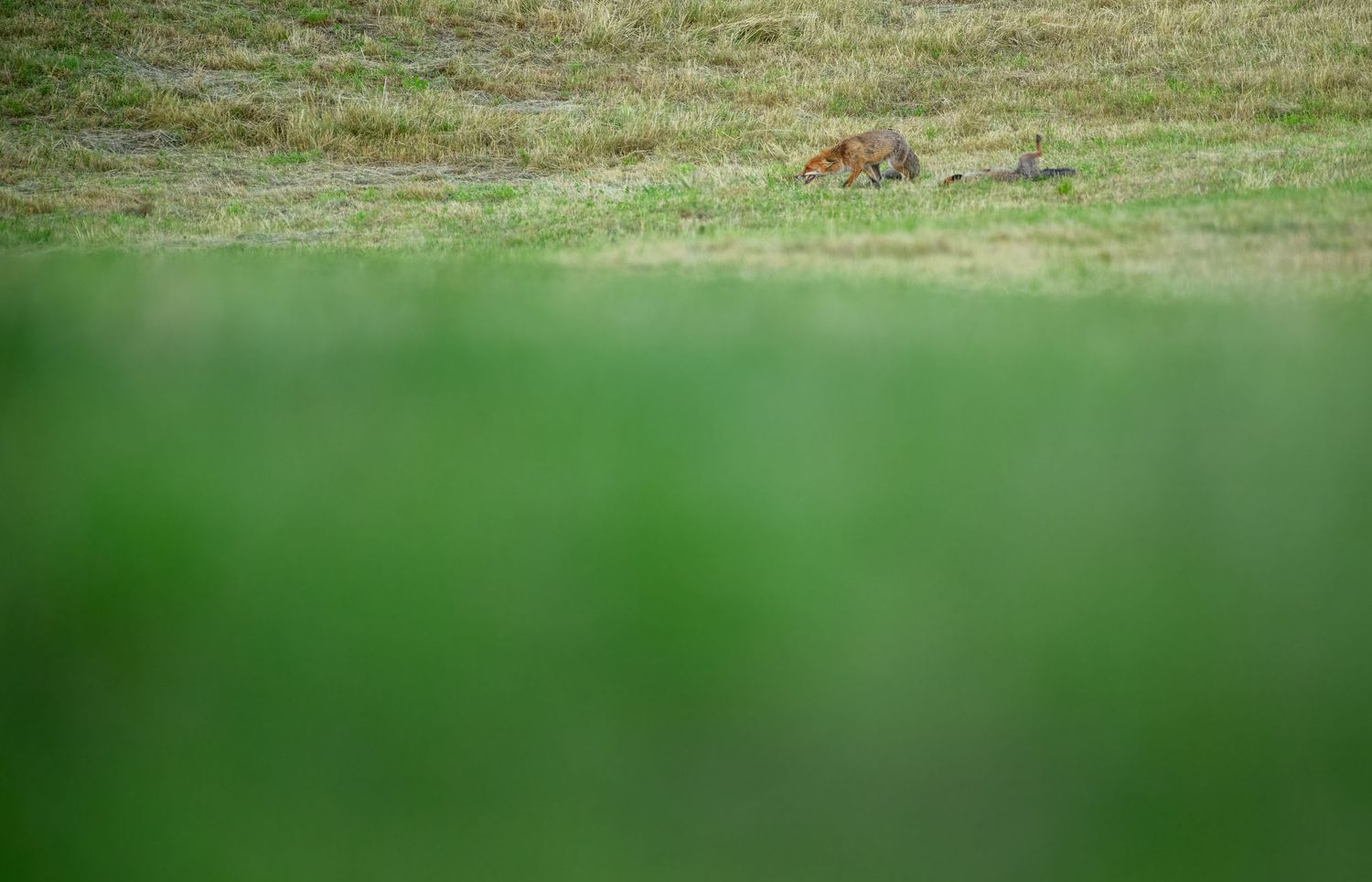 A red fox stalks through a green grassy field, captured from a low angle with blurred green foliage in the foreground.