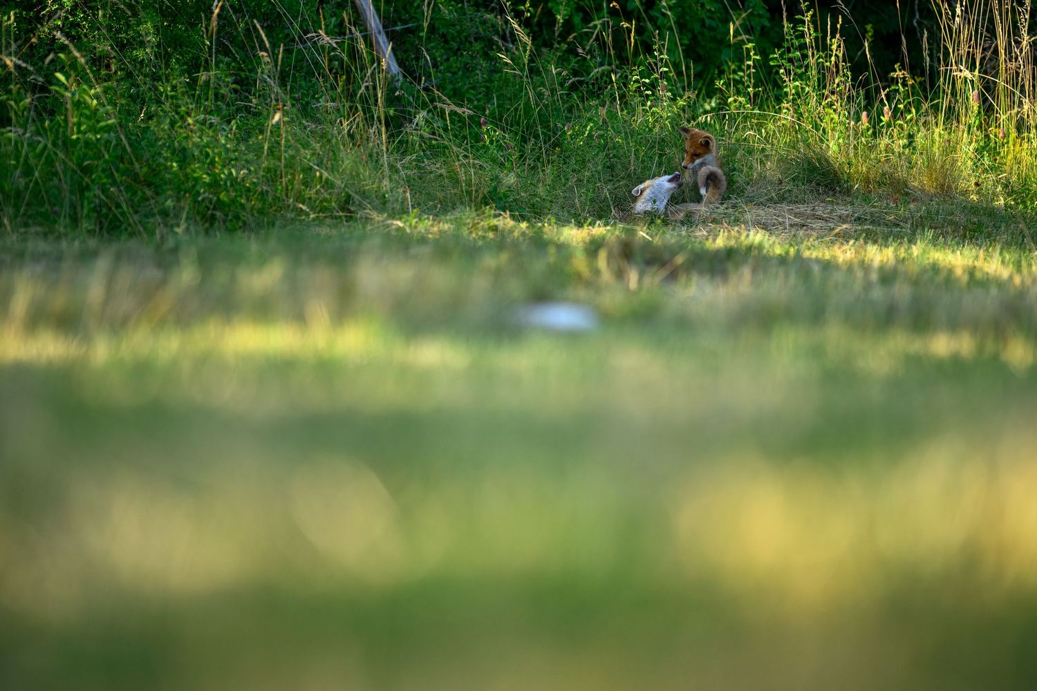 A rabbit sits in a grassy meadow surrounded by lush green vegetation in warm golden sunlight.