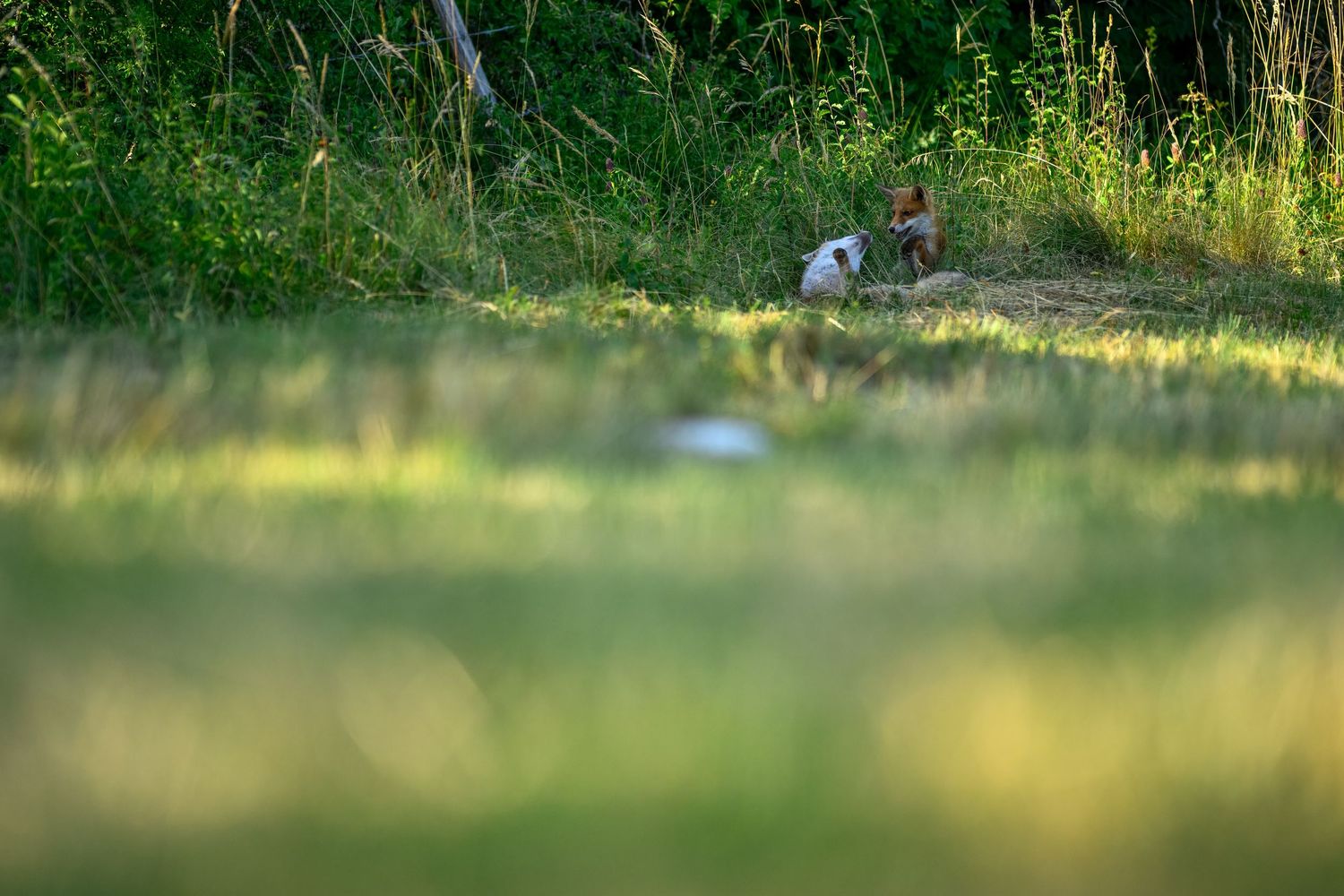 A small cat sits among lush green grass and wildflowers at the edge of a sunlit meadow.