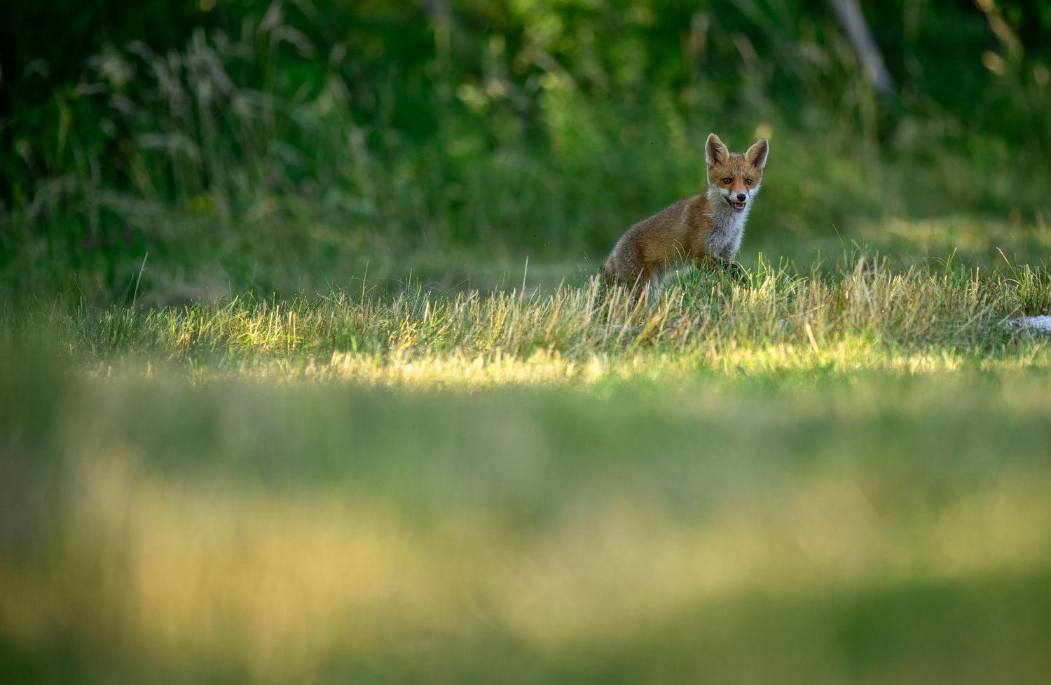 A red fox sits alert in lush green grass, bathed in warm golden sunlight in a natural woodland setting.
