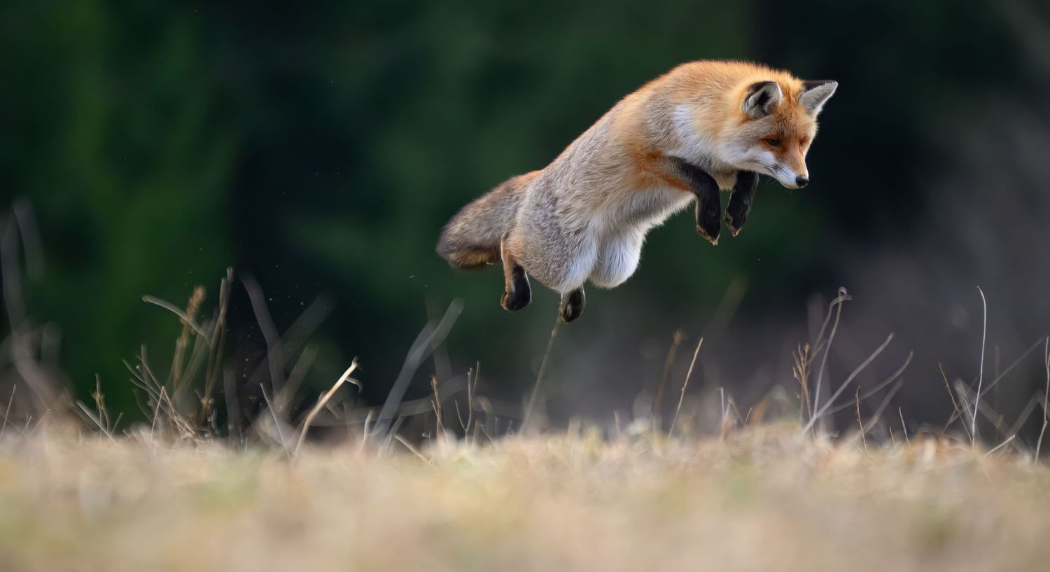 Red fox stalking through tall grass in a meadow during golden hour.