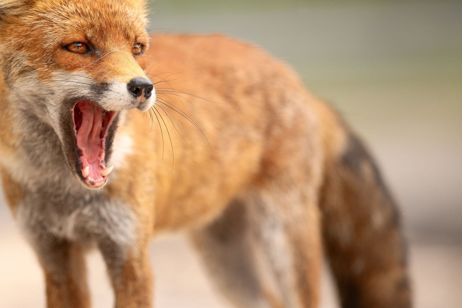 A sequence of red foxes displaying different facial expressions and hunting behaviors.
