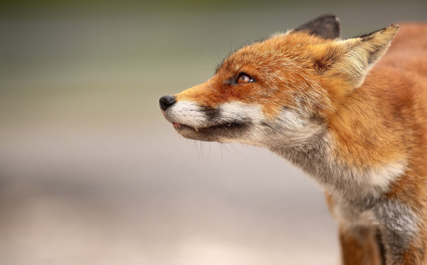 Close-up profile view of an alert red fox with orange fur against a blurred natural background.