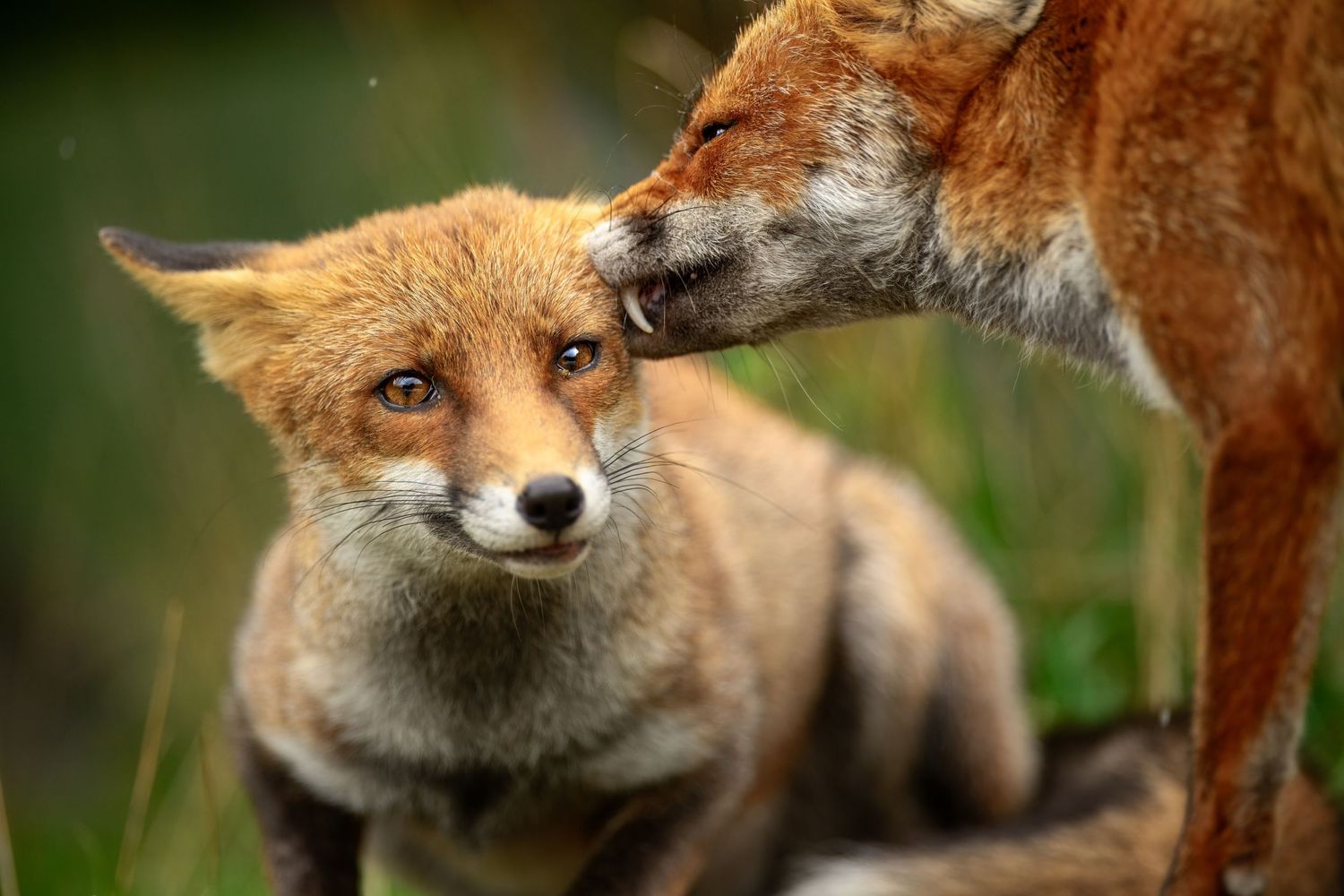 A red fox with orange fur and black markings looks attentively while sitting in a natural outdoor setting.