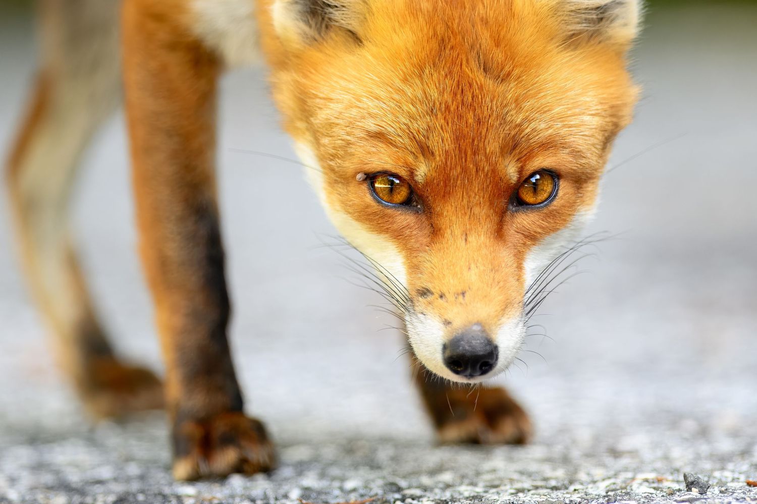 A red fox walking on pavement with focused shots of its face, paws, and body from different angles.
