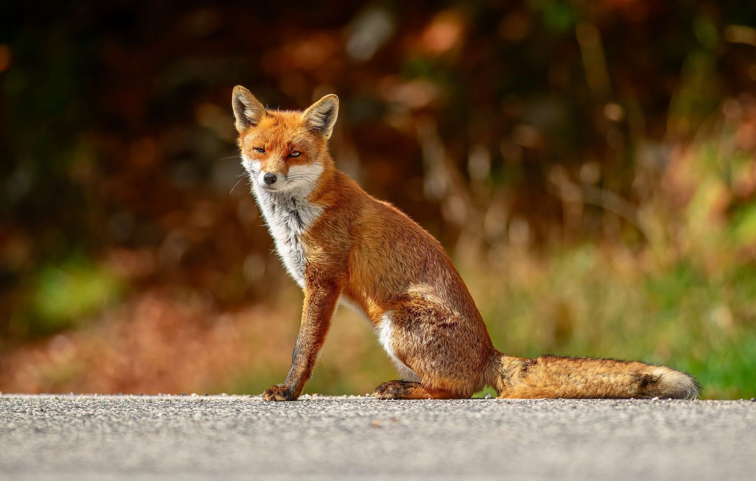 A red fox sitting alert in a natural outdoor setting with golden sunlight illuminating its fur.