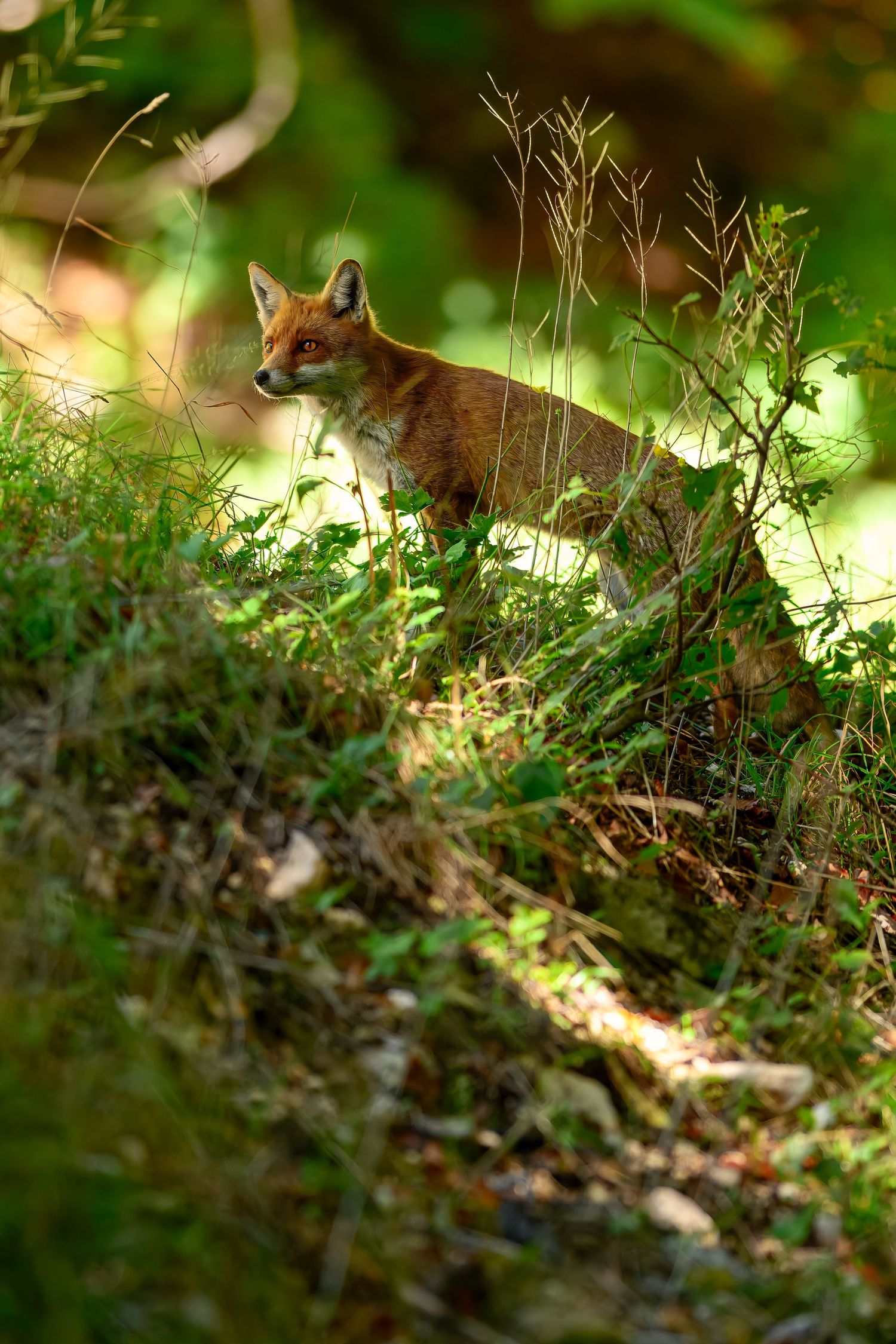 A red fox peeks through dense forest undergrowth in dappled sunlight.