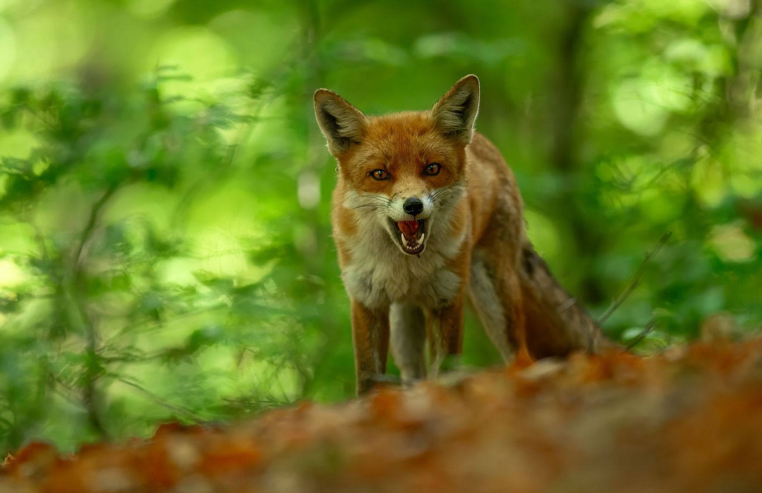 A red fox with alert expression stands in a lush green forest with blurred bokeh background.