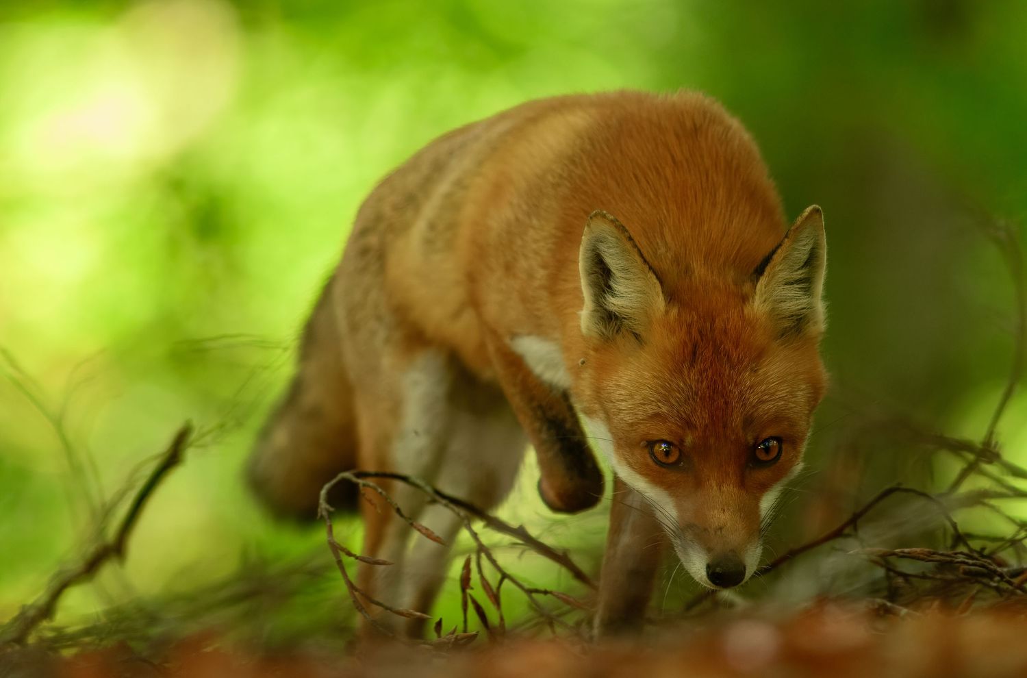 Red fox stalking through tall grass and foliage in a woodland setting during daytime.