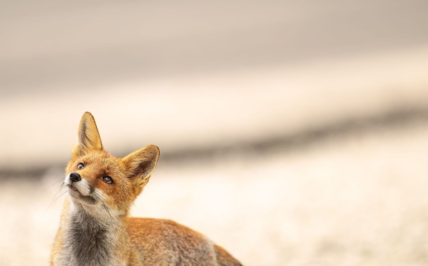 A red fox in winter coat sits alertly in the snow with its ears perked up and tail visible.