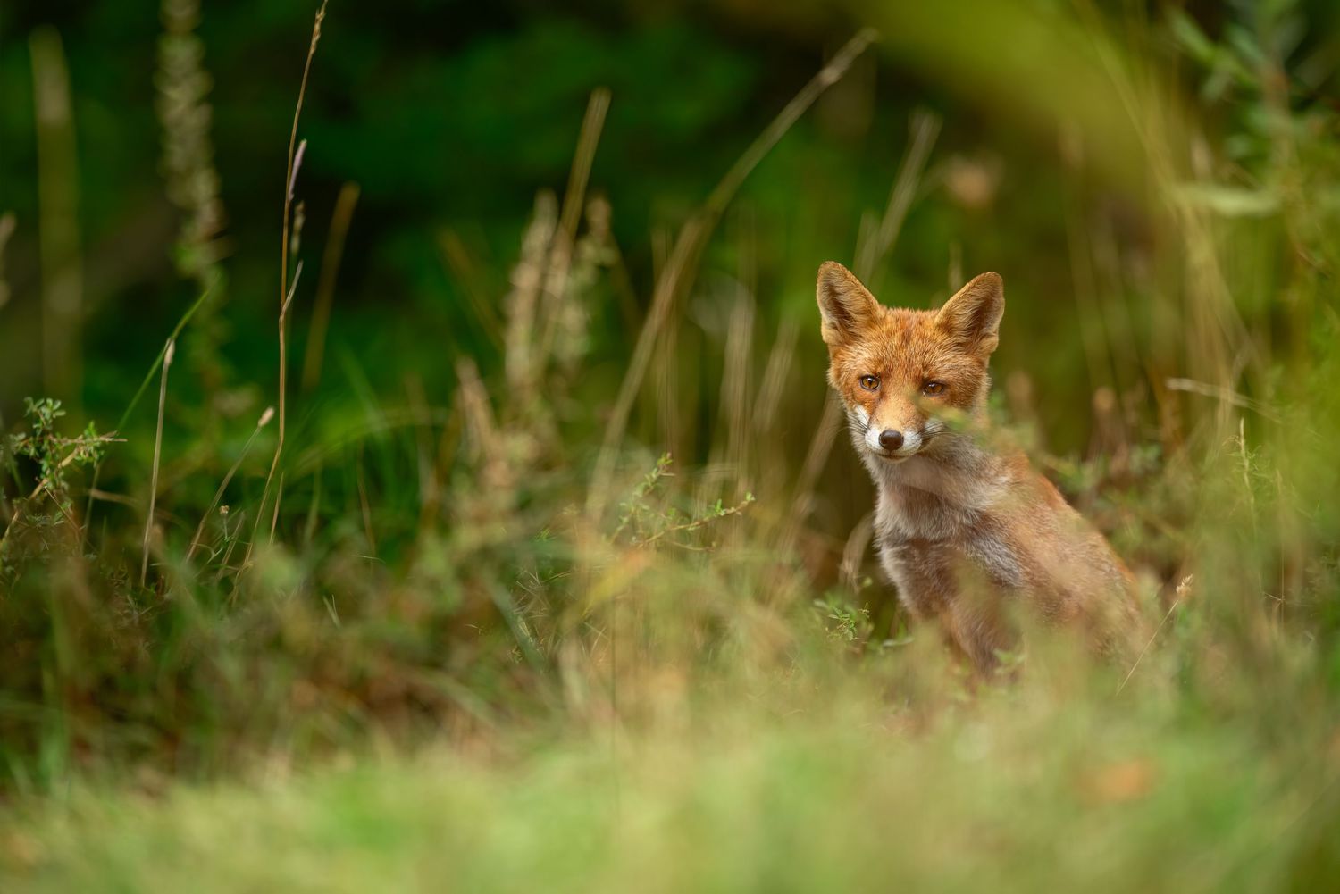 A red fox peers through tall grass and foliage in a natural outdoor setting.