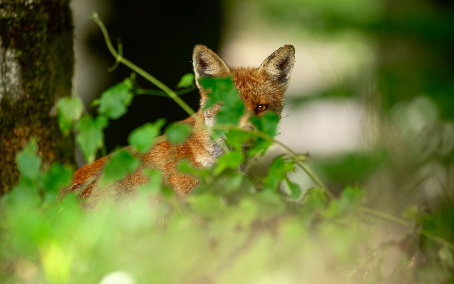 A curious red fox peers through lush green foliage in a natural woodland setting.
