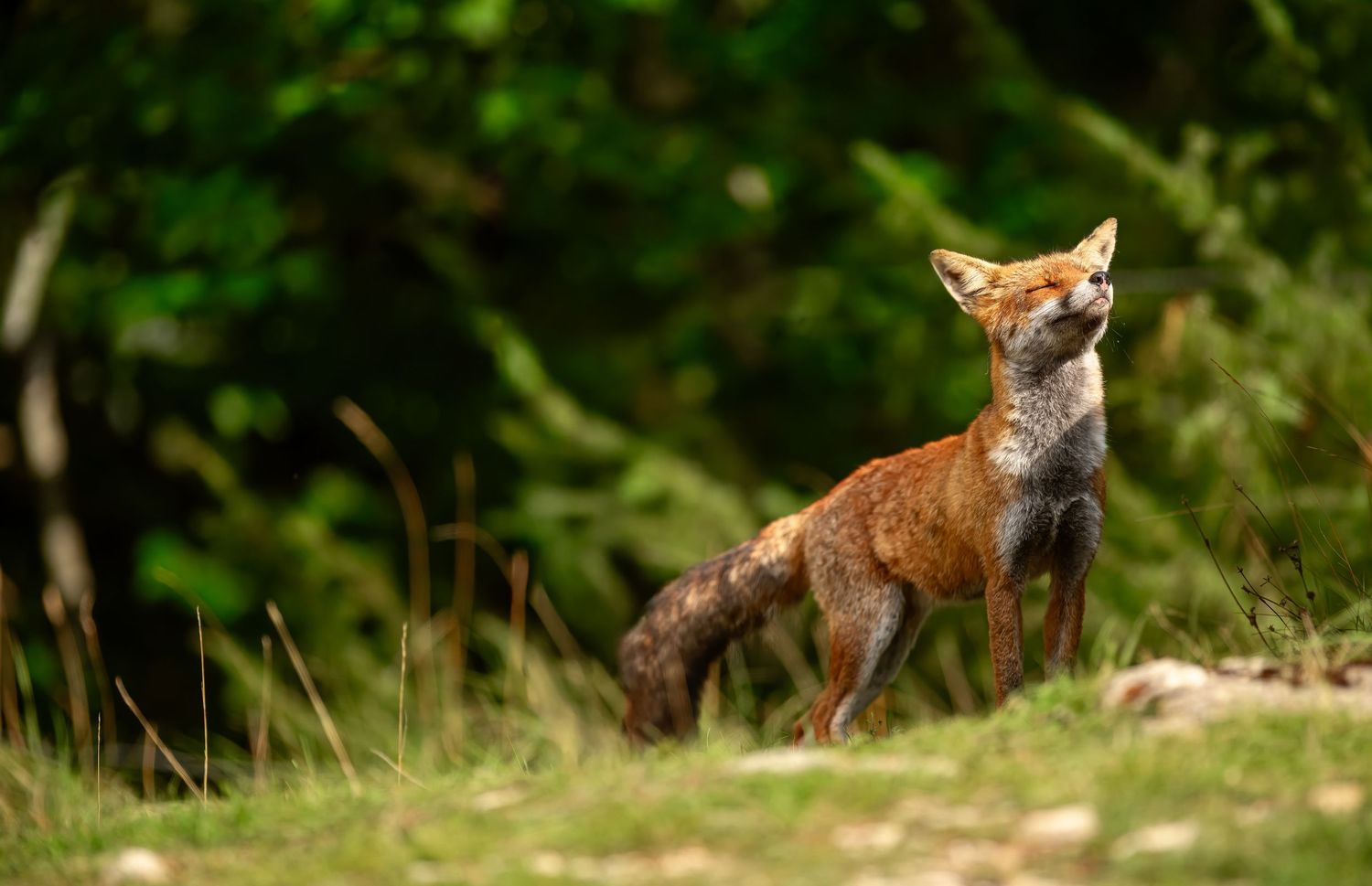 Red fox leaping gracefully through a grassy field while hunting for prey in natural habitat.