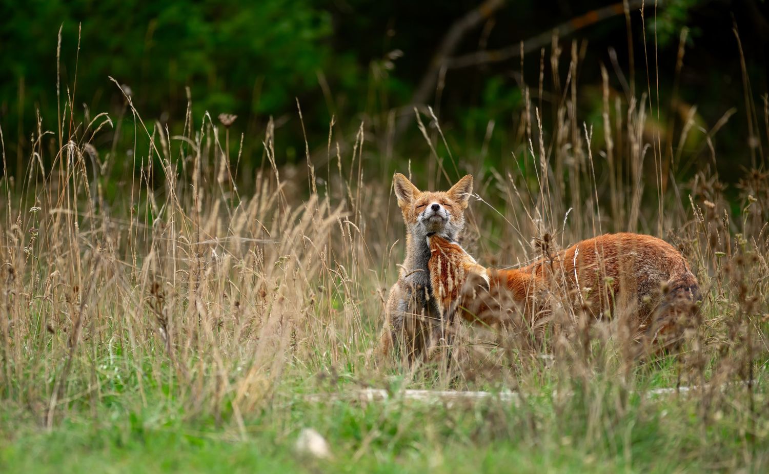 A red fox sits alert in tall brown grass and wildflowers during autumn.