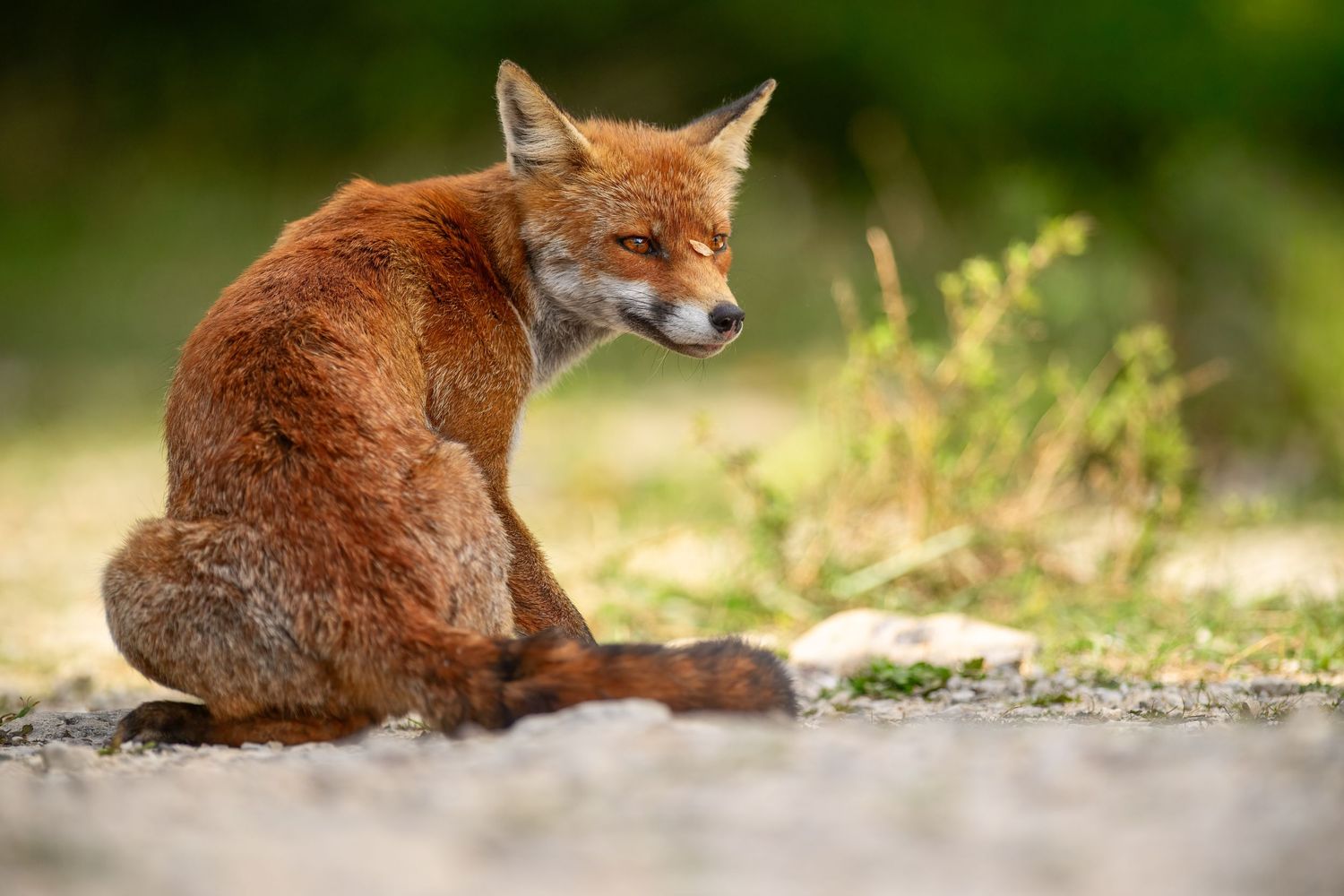 A red fox lying in the grass during golden hour sunlight, showcasing its vibrant orange fur and bushy tail.