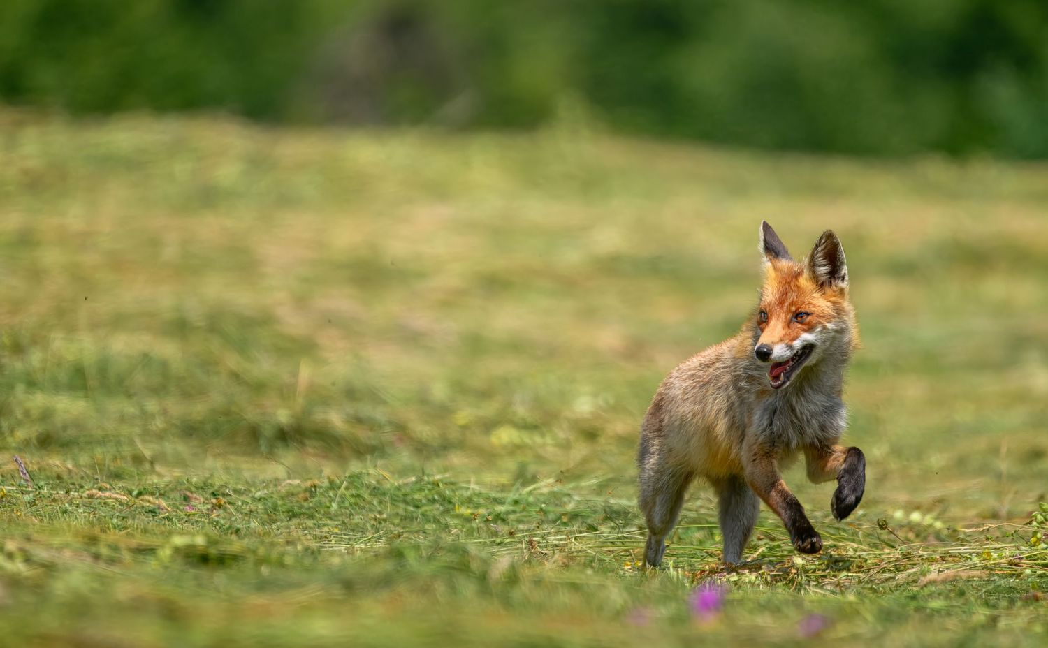 A red fox prowls through a grassy meadow on a bright summer day.