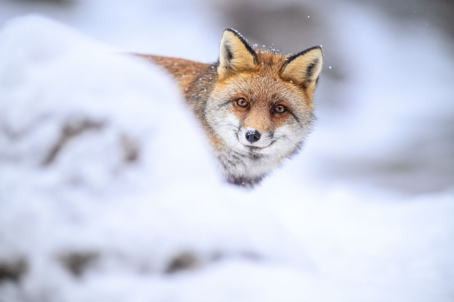 A curious red fox peeks through snowy branches in a winter forest landscape.