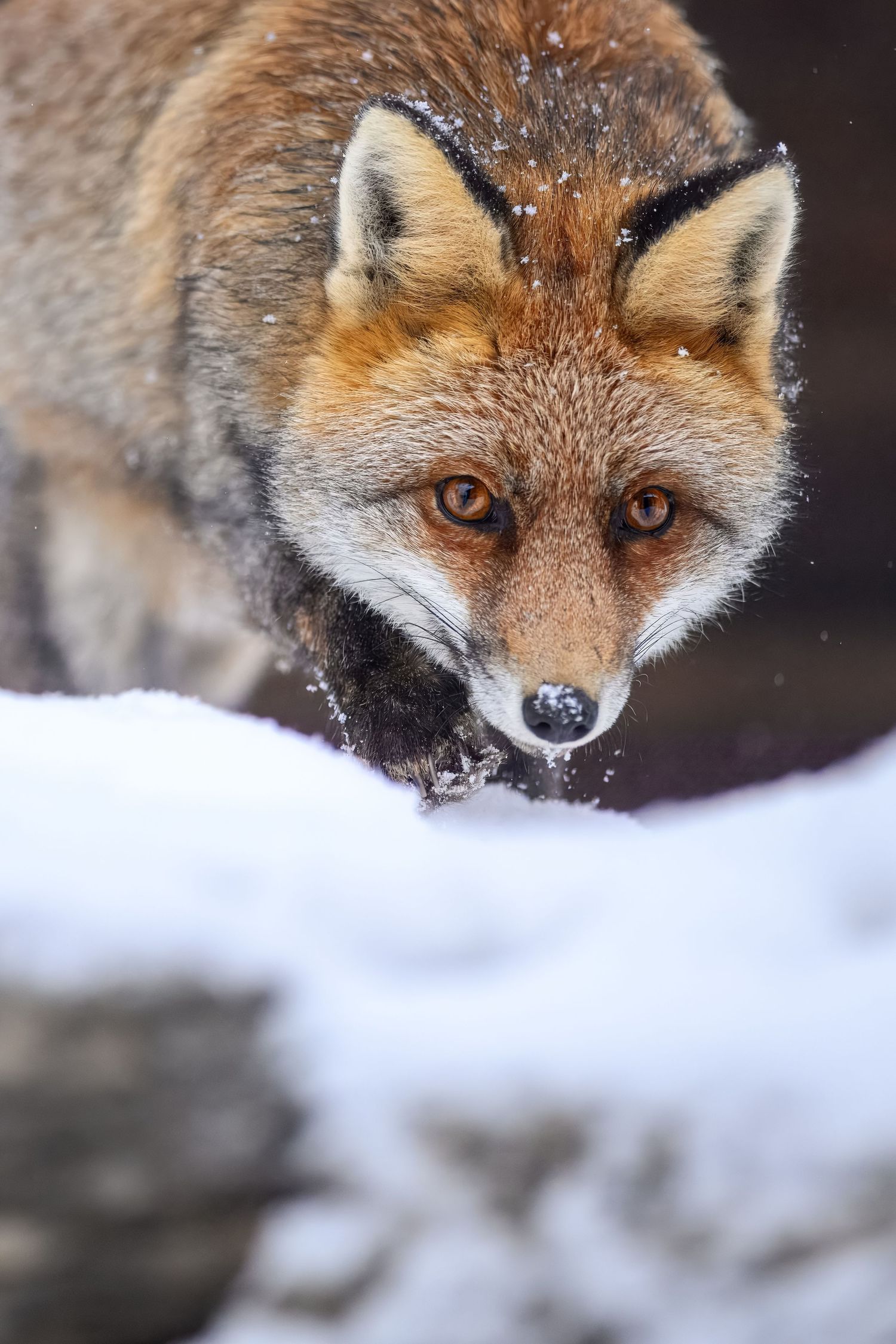 Close-up portrait of a red fox with snow-covered fur looking intently at the camera in a winter landscape.