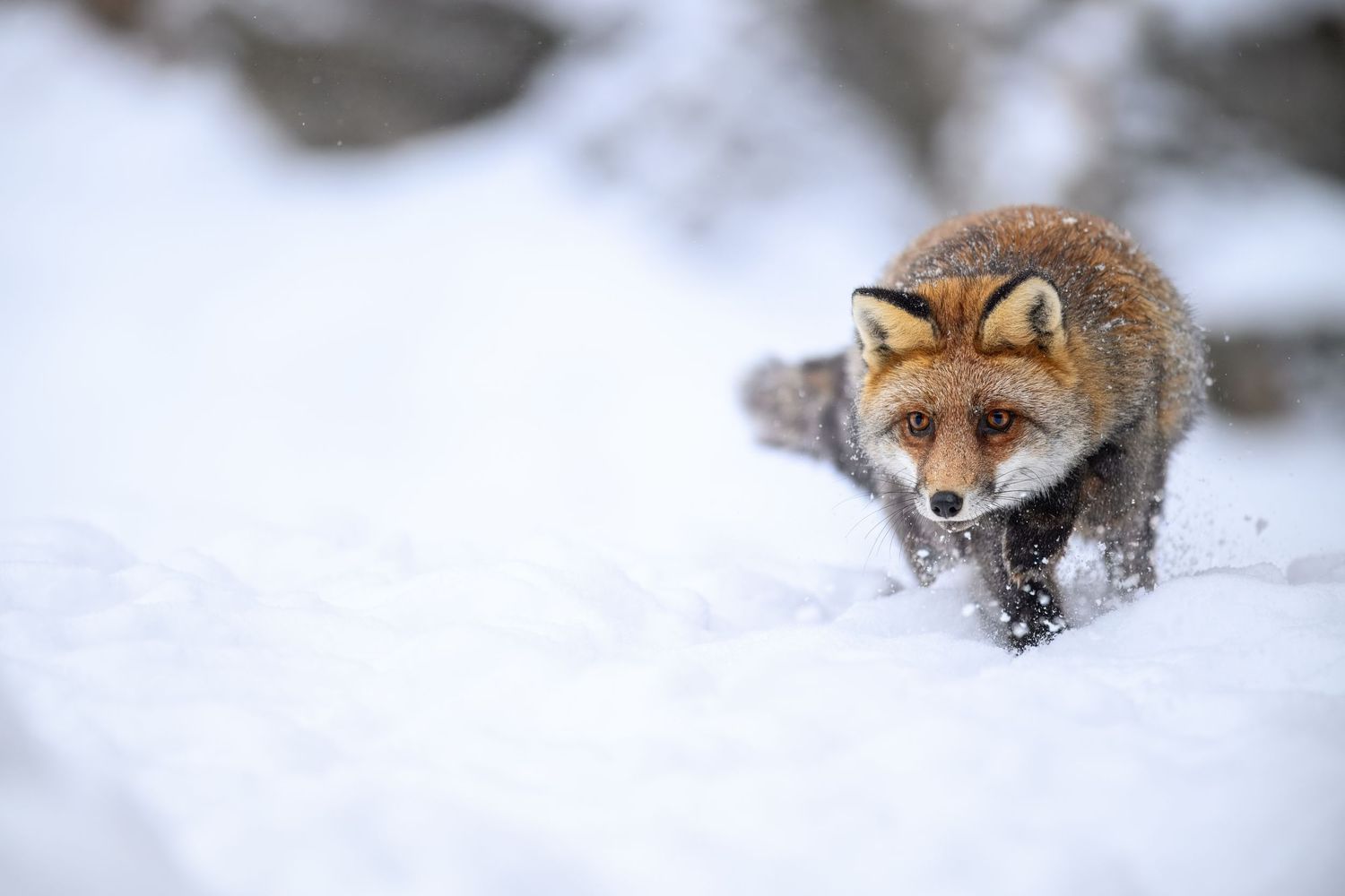 A red fox peeks through snowy terrain while hunting in a winter landscape.