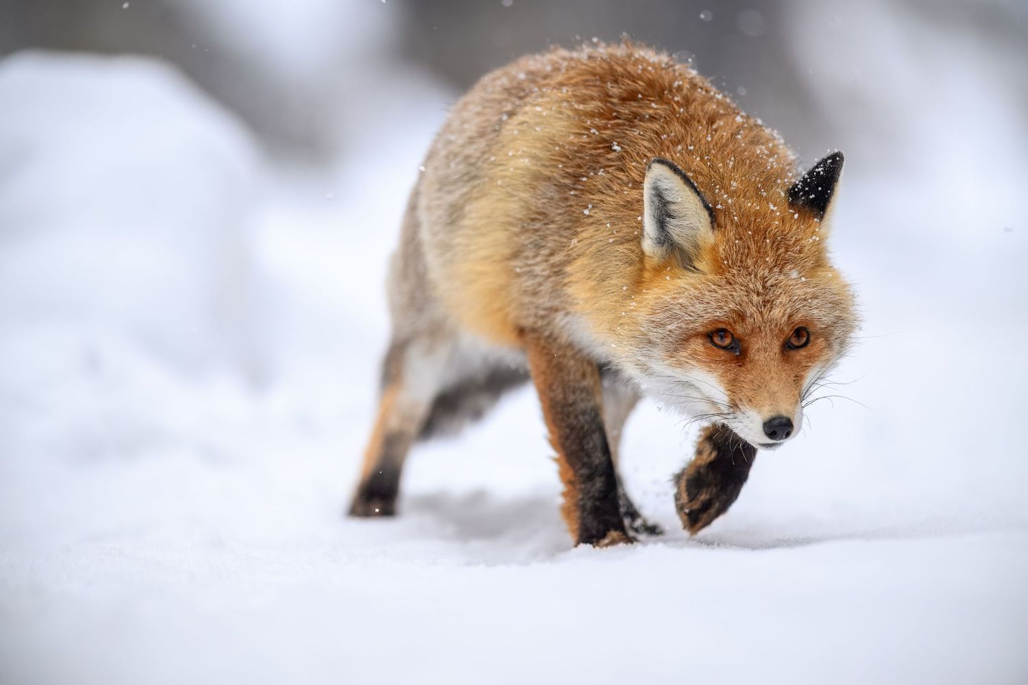Red fox walking through deep winter snow with its distinctive orange fur contrasting against the white landscape.