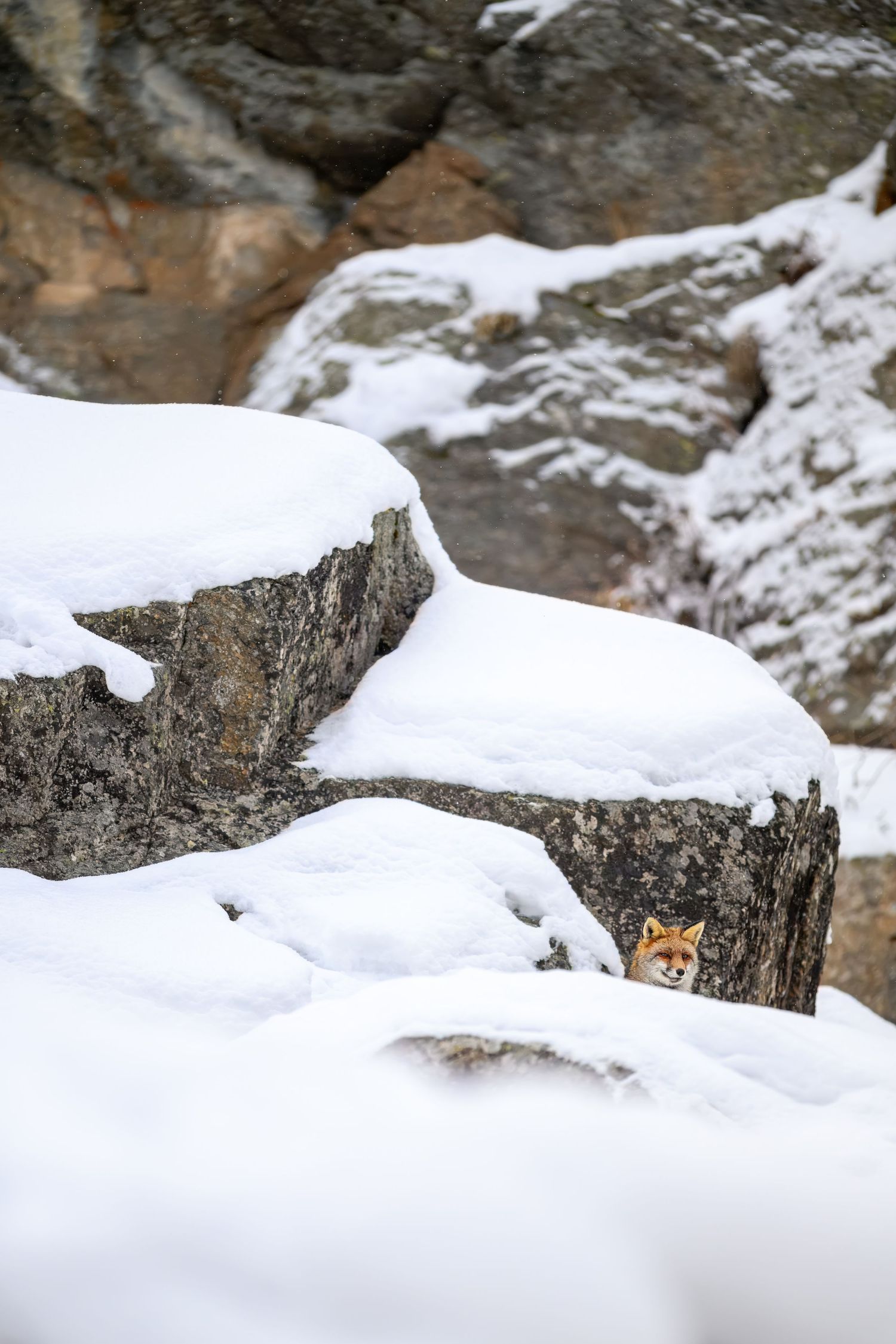 A red fox peers out from behind snowy rocks in a winter landscape.