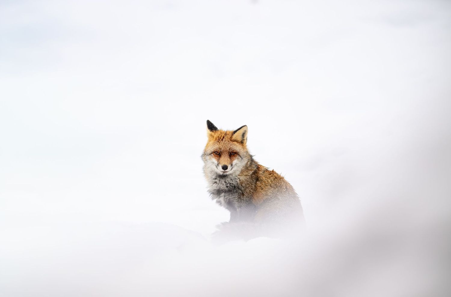 Red fox peering through misty white fog with alert expression and rustic fur visible.
