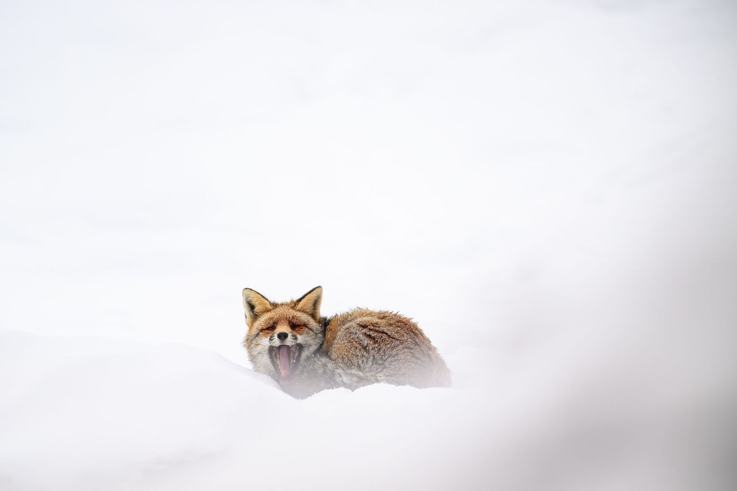 A red fox rests peacefully in deep white snow, creating a minimalist winter scene.