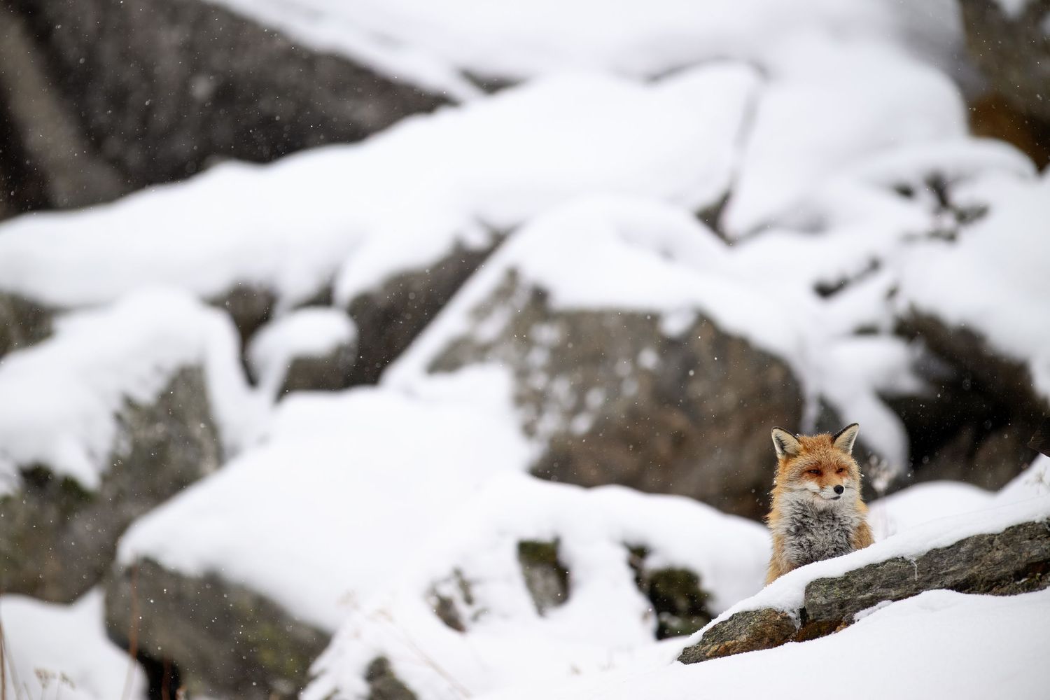 Red fox peeks out from behind snow-covered rocks in a winter mountain landscape.