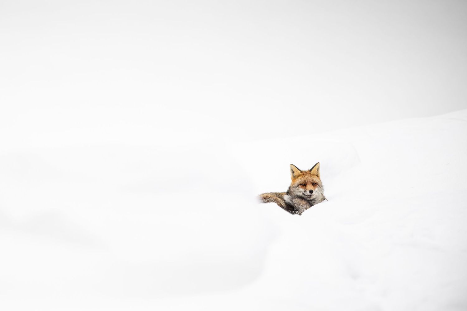 A playful Shiba Inu dog peeks out from the corner of a white background with an adorable expression.