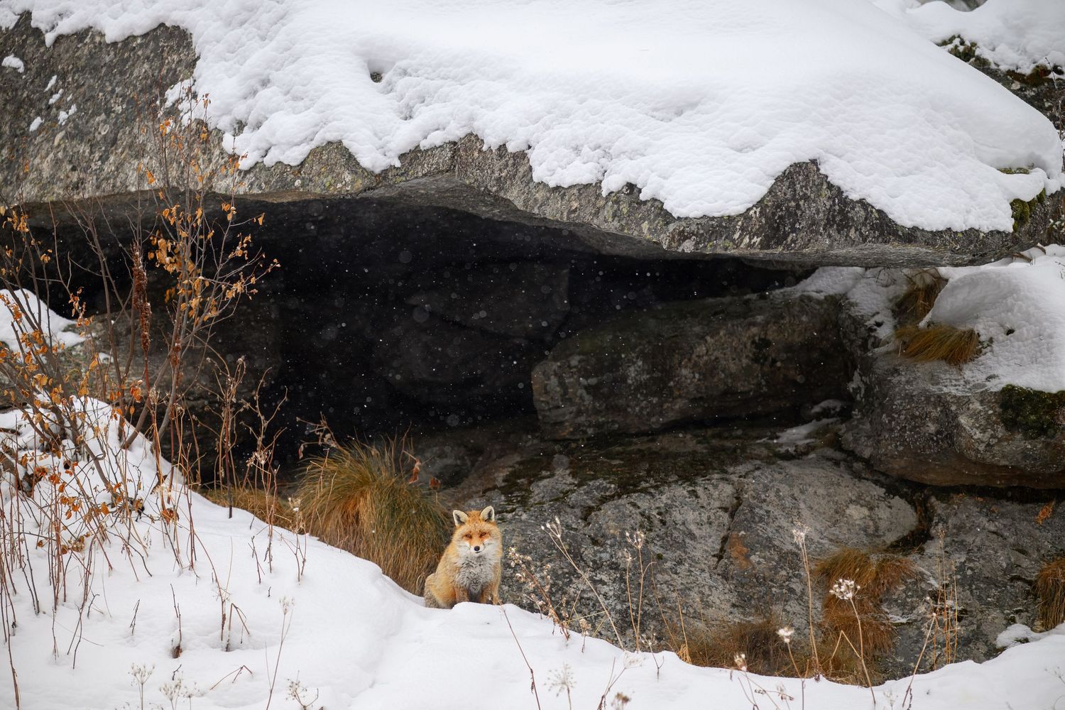 A red fox stands alert in a snowy winter landscape with dried vegetation in the background.