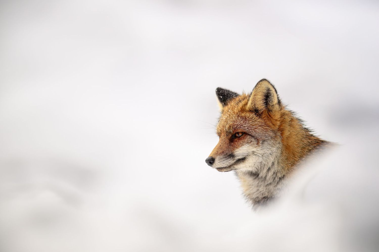 A red fox's head emerges from white snow, showing its alert expression and orange-brown fur against a soft winter background.