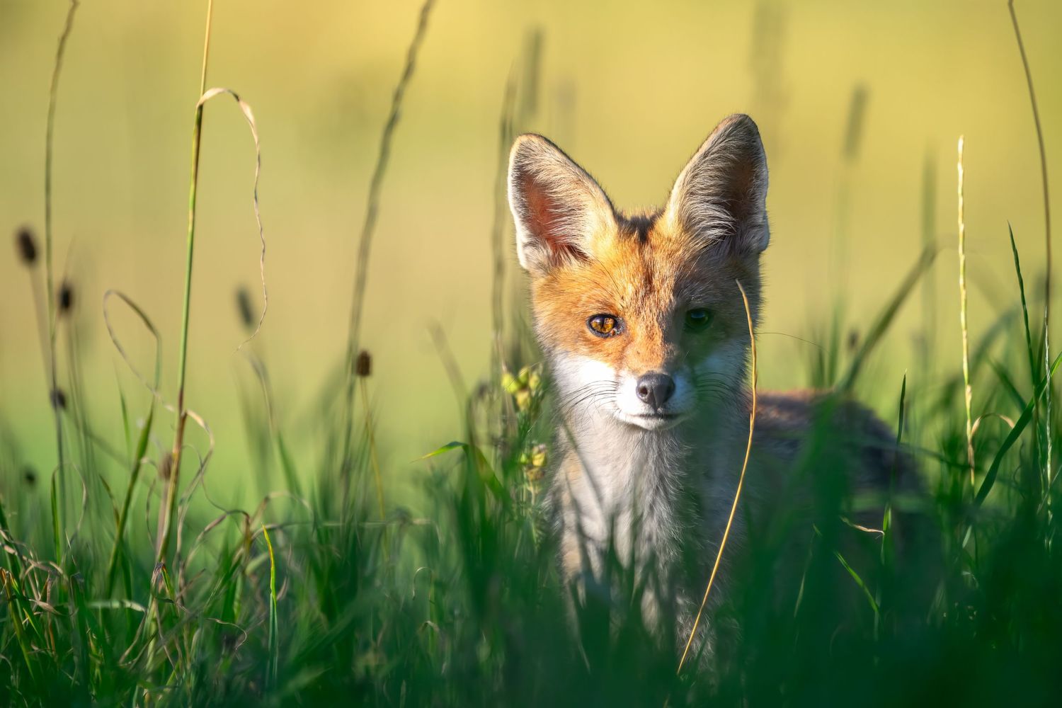 A red fox peers through tall green grass in a natural setting, creating a captivating wildlife portrait.
