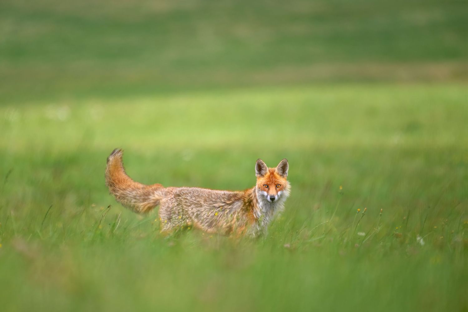 Red fox running and hunting through a lush green meadow in springtime.