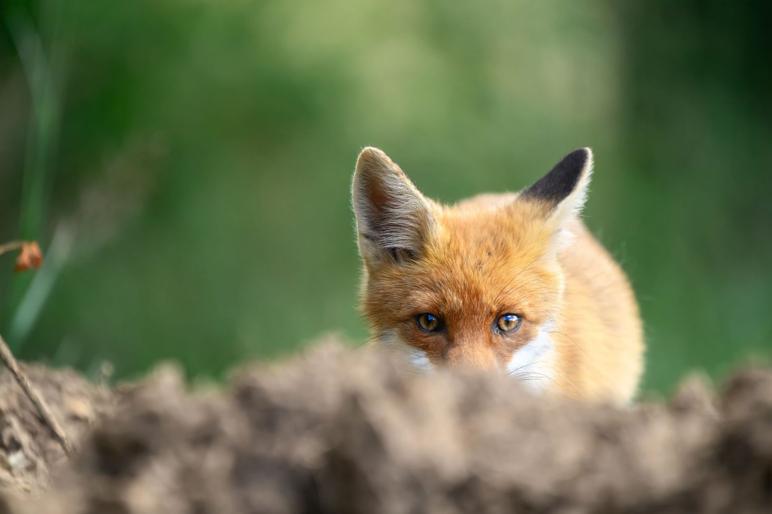 A curious red fox peeks over dirt mound with alert eyes and ears against a blurred green background.