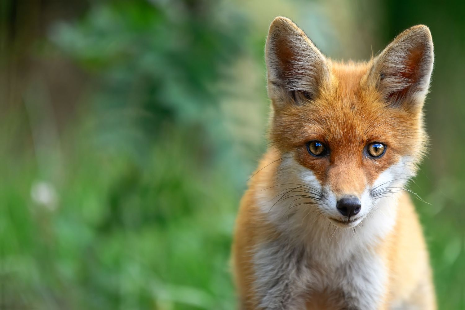 A red fox with bright blue eyes and rusty orange fur gazes intently at the camera in a natural outdoor setting.