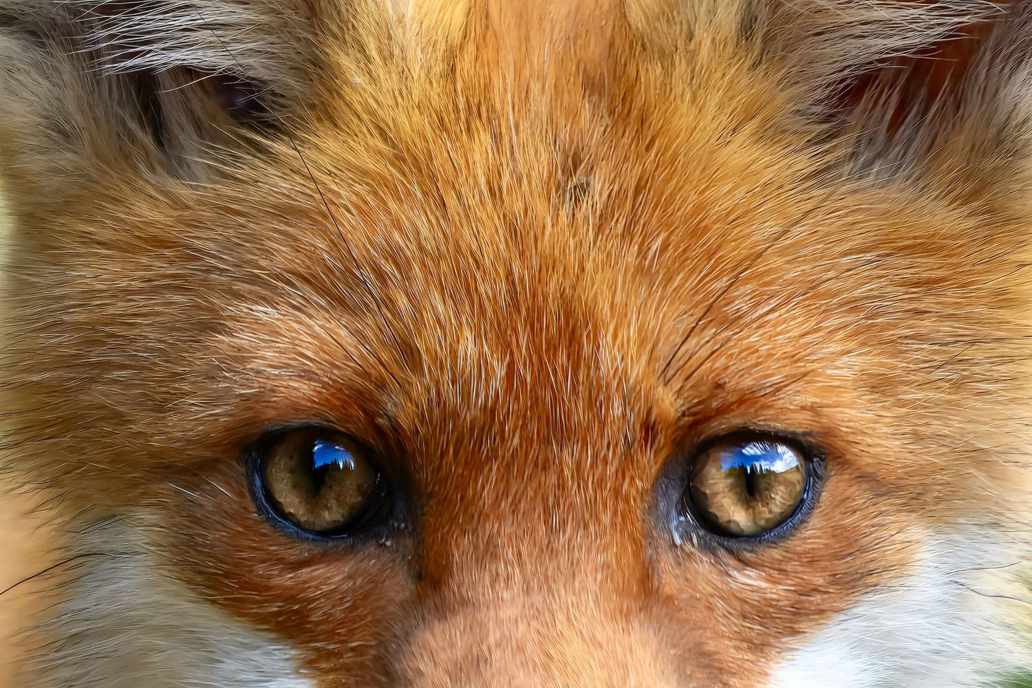 Close up view of a red fox's piercing blue eyes and facial features in natural lighting.
