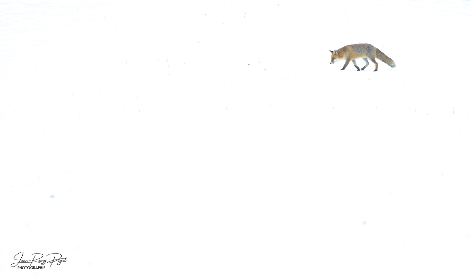 A gray wolf silhouette stands alert against a minimalist white background, creating a simple yet striking illustration.