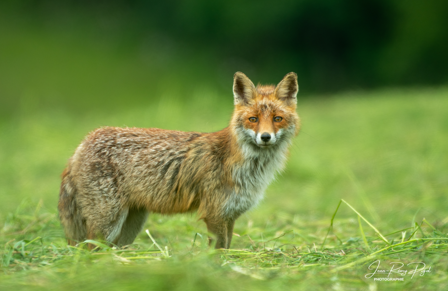 A red fox stands alert in a lush green meadow with its distinctive bushy tail and reddish-brown fur visible.