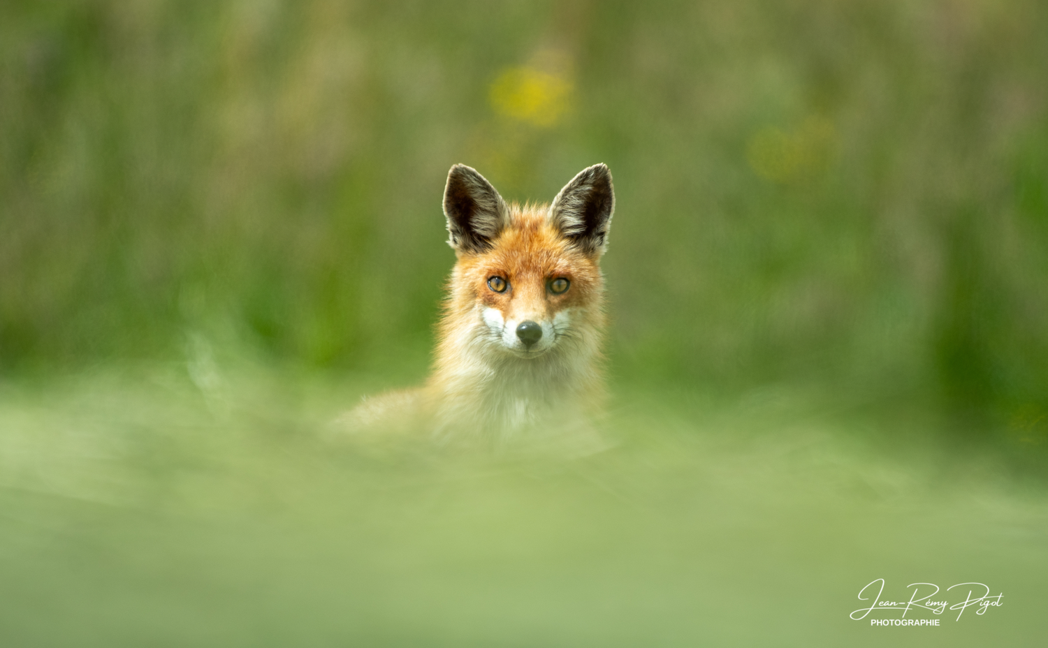 A red fox pokes its head through tall grass while looking directly at the camera in a natural outdoor setting.