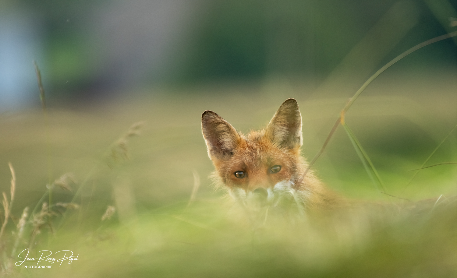 A red fox peers through tall grass with alert ears and watchful eyes in a soft-focus nature scene.