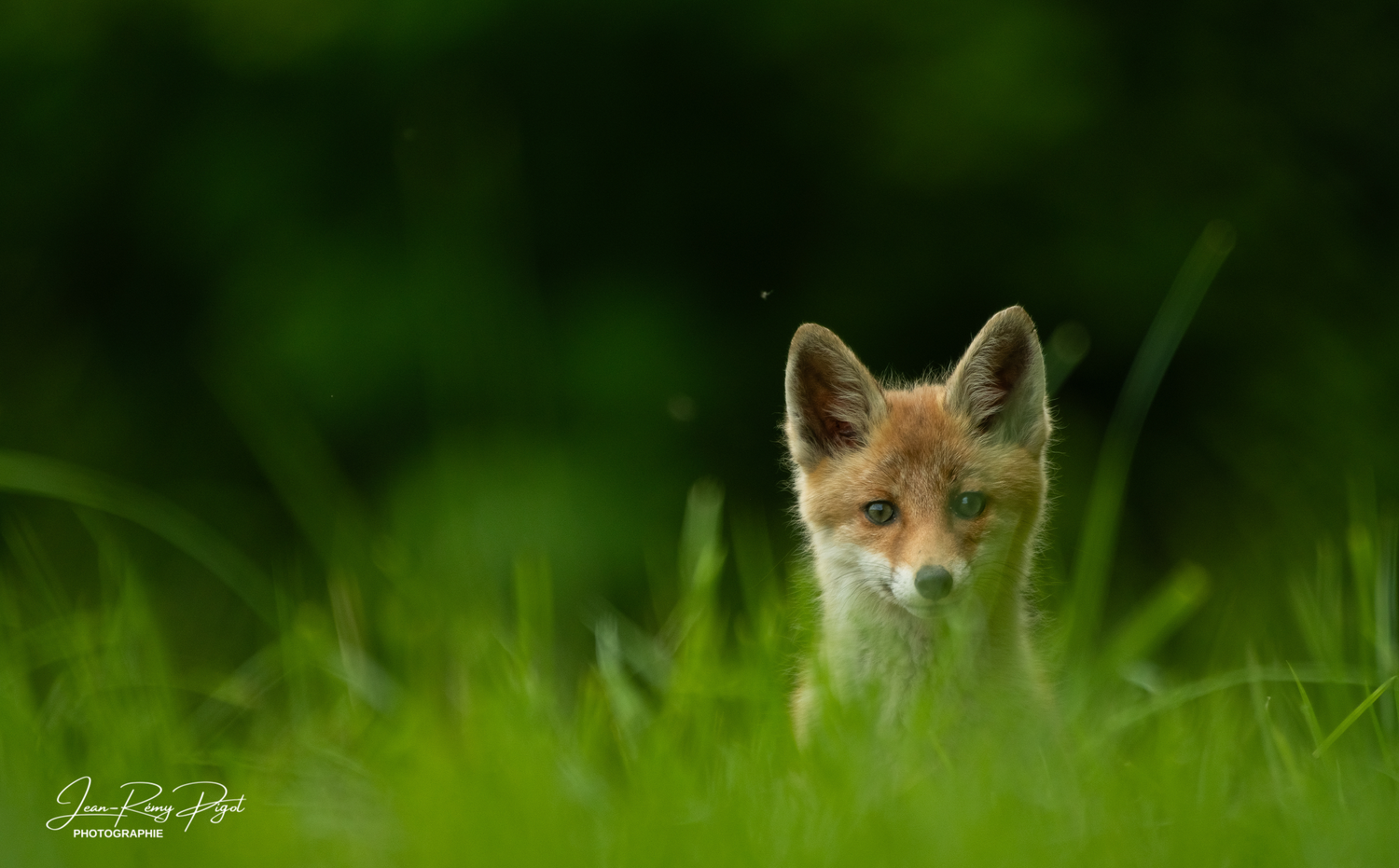 Red fox peers through tall green grass with alert expression and pointed ears visible against blurred background.
