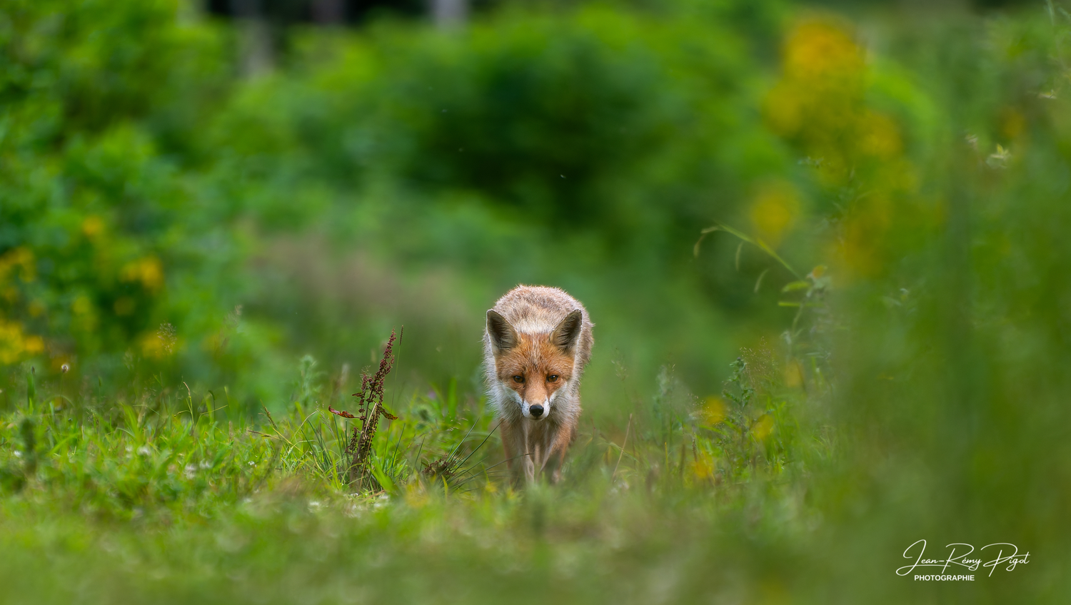 A red fox pup peers curiously through tall green grass and yellow wildflowers in a summer meadow.